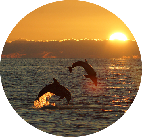 Dolphins at sunset